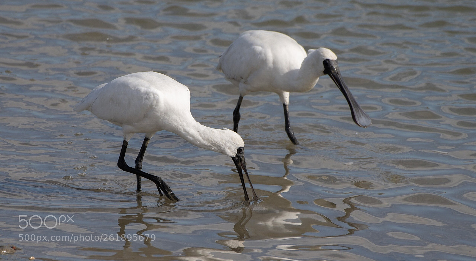 Nikon D500 sample photo. Royal spoonbill kotuku ngutupapa photography