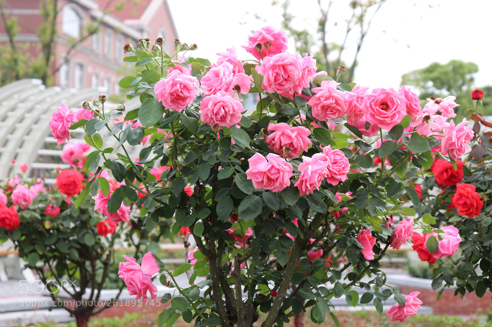 Canon EOS 200D (EOS Rebel SL2 / EOS Kiss X9) sample photo. The rose flowers photography