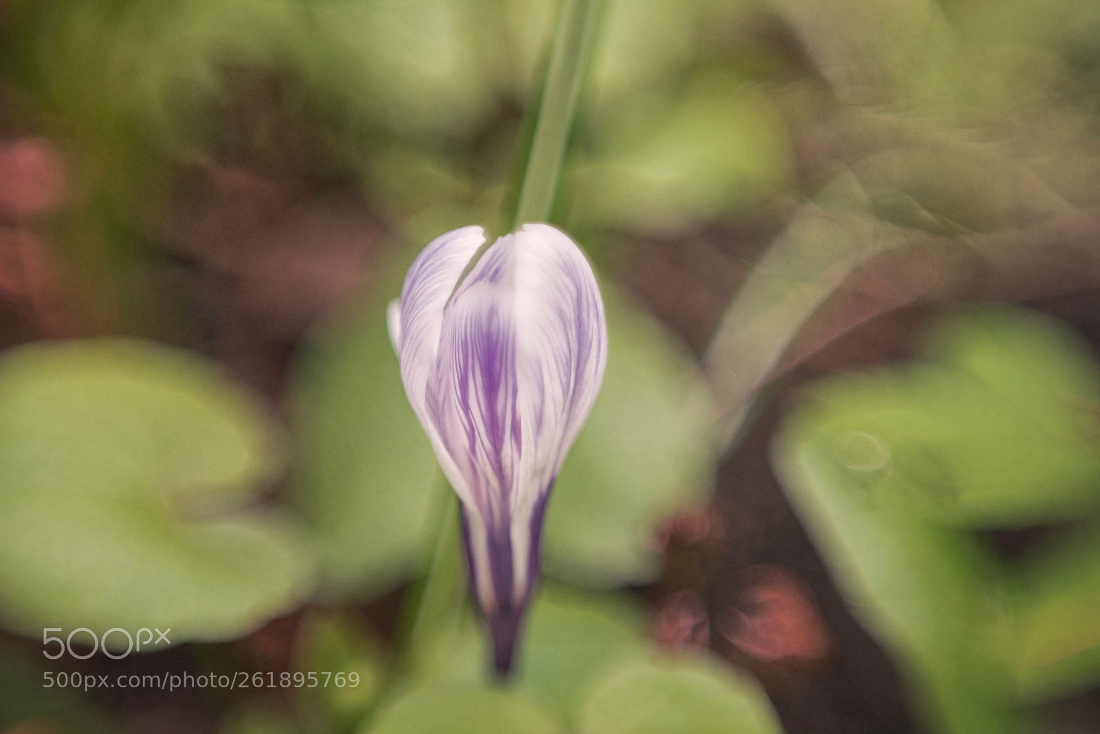 Nikon D750 sample photo. Snowdrop photography