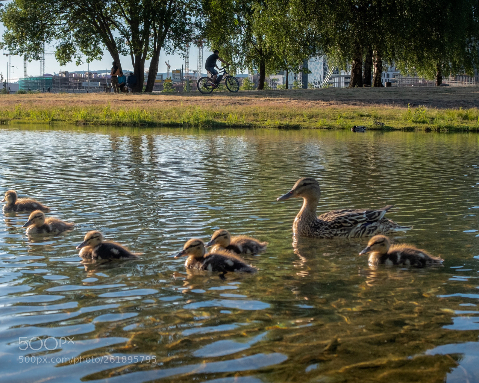 Fujifilm X-T20 sample photo. City creatures photography