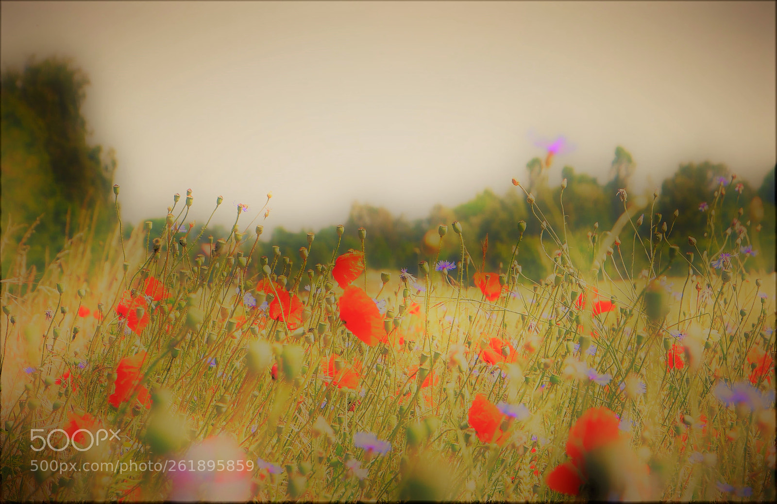 Nikon D500 sample photo. Like painted photography
