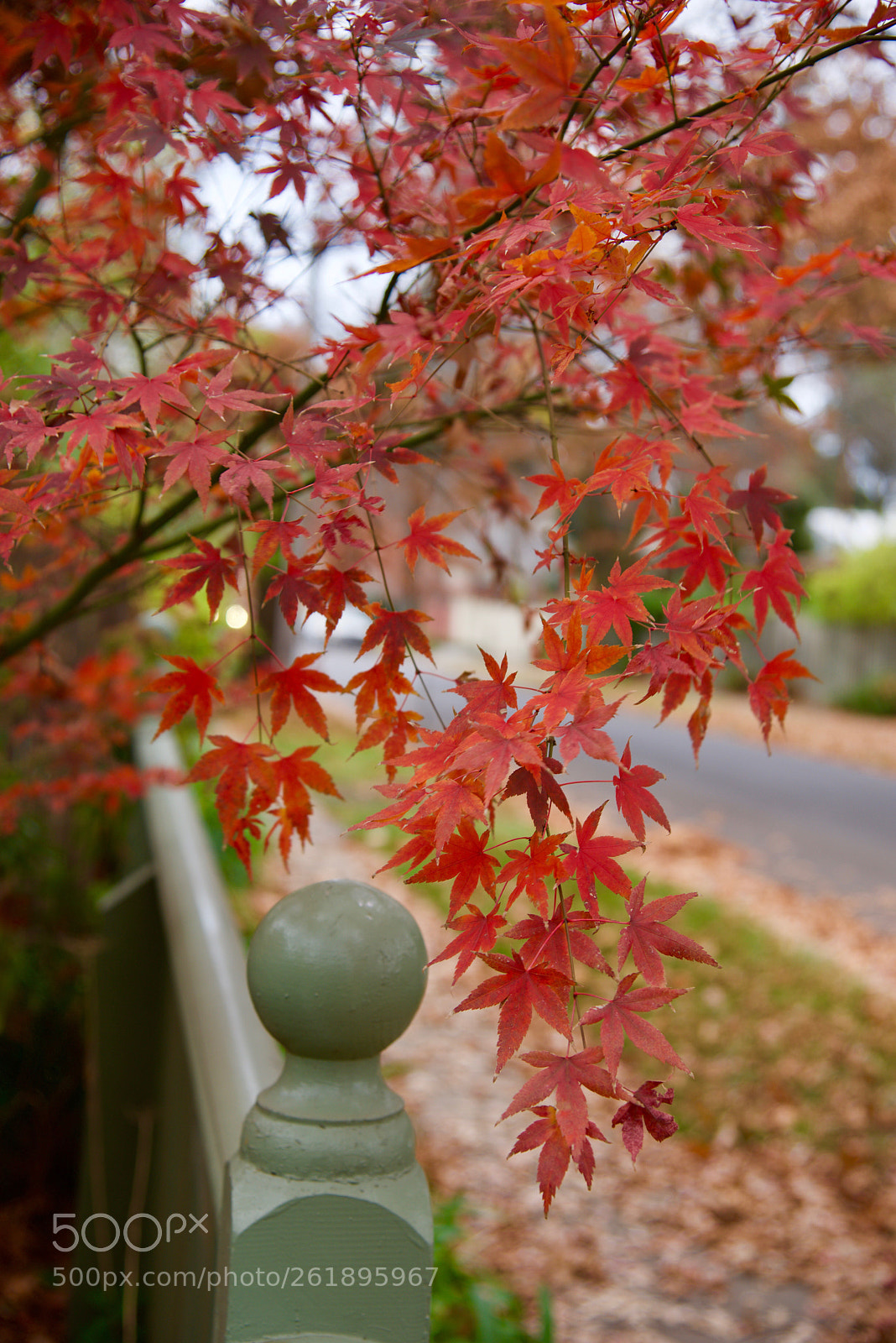 Nikon D810 sample photo. Autumn leaves  photography