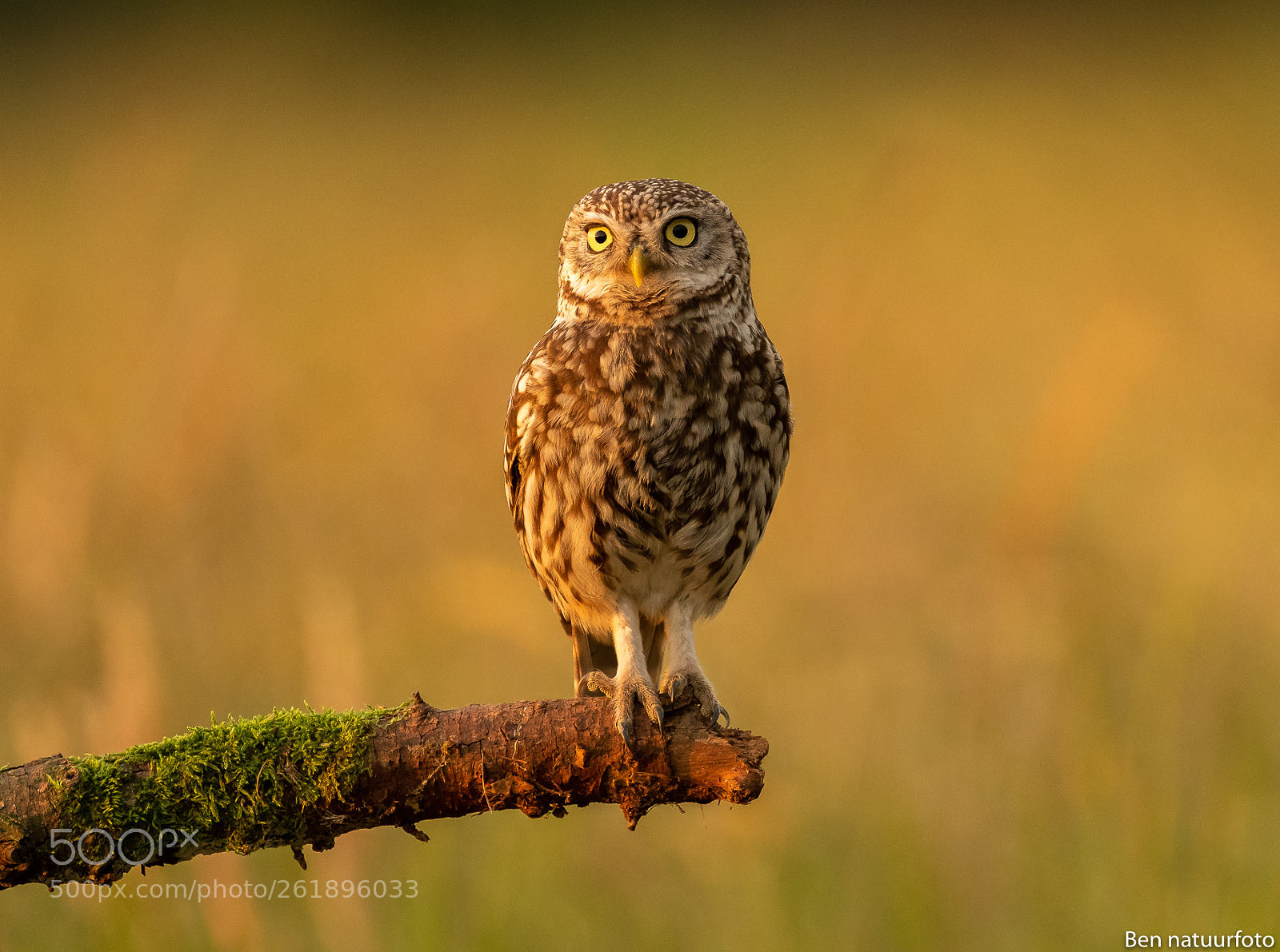 Nikon D500 sample photo. Litle owl in nice photography