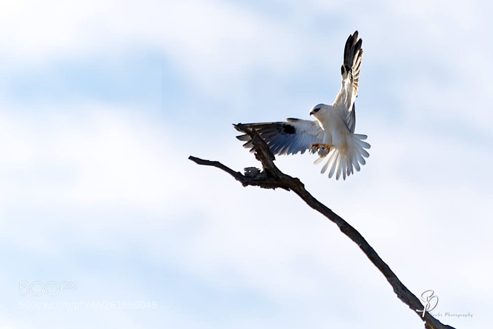 Nikon D500 sample photo. Black shouldered kite elanus photography