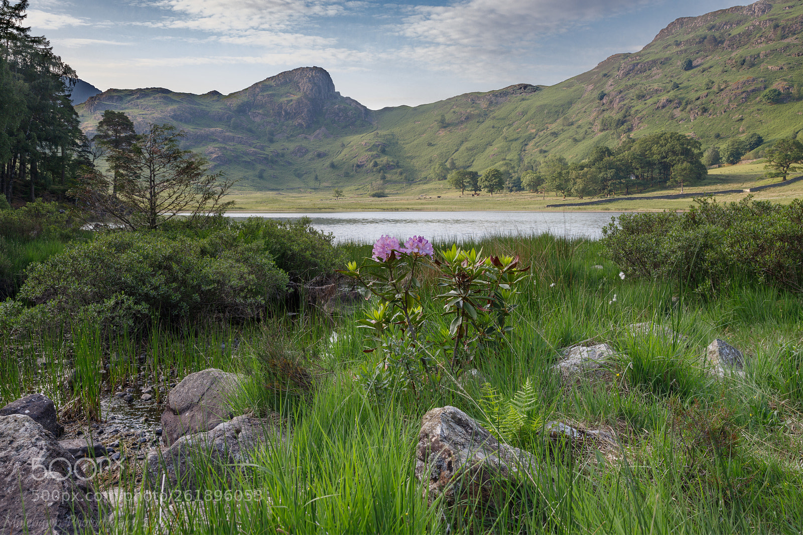 Canon EOS 6D Mark II sample photo. Rogue rhododendron photography