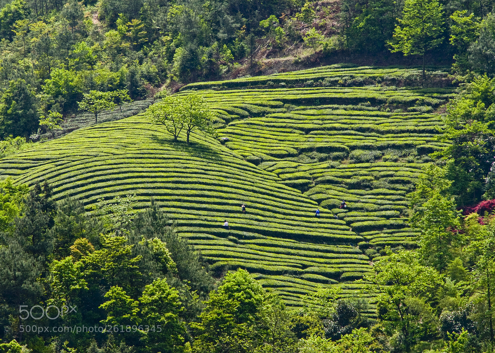 Nikon D200 sample photo. Tea garden photography