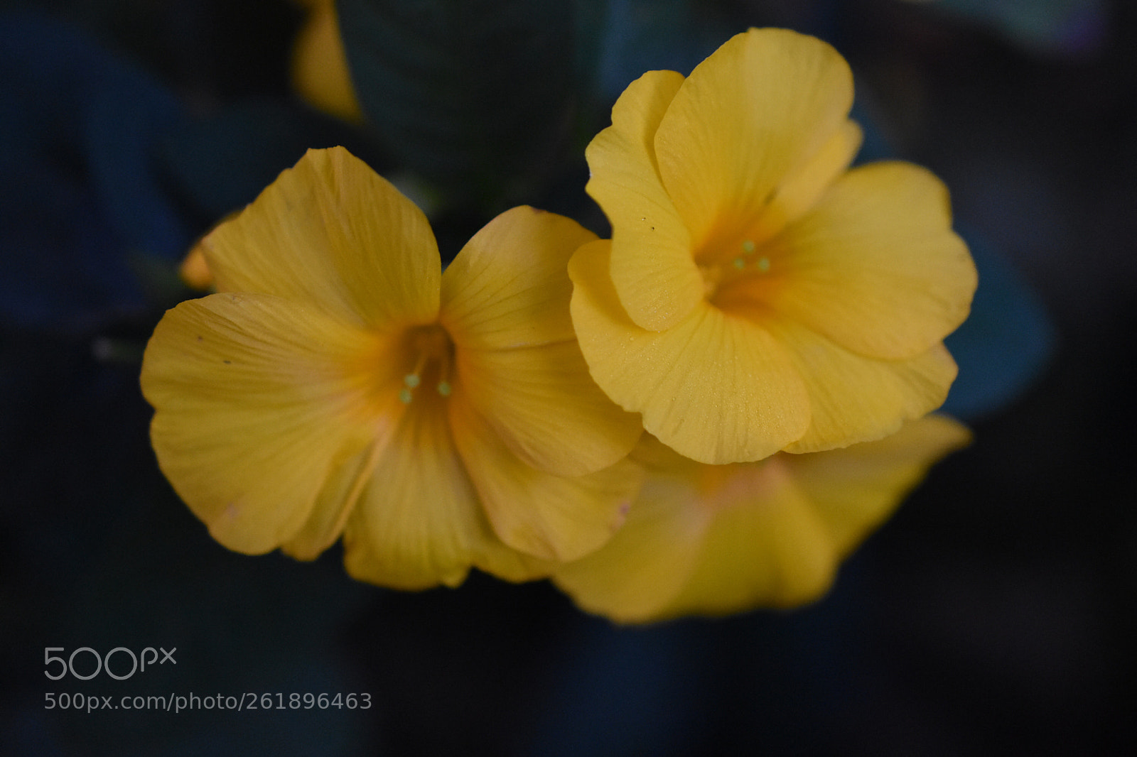 Nikon D3400 sample photo. A splash of yellow photography