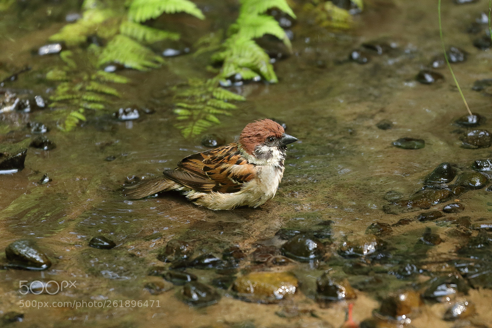 Canon EOS 7D Mark II sample photo. Sparrow bathing 6045 photography