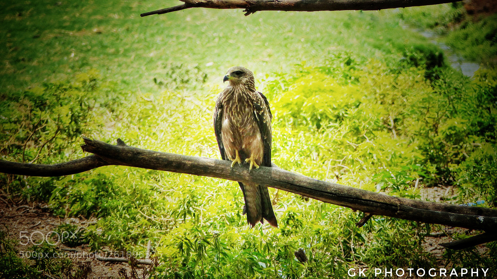 Panasonic Lumix DMC-FZ200 sample photo. Eagle photography