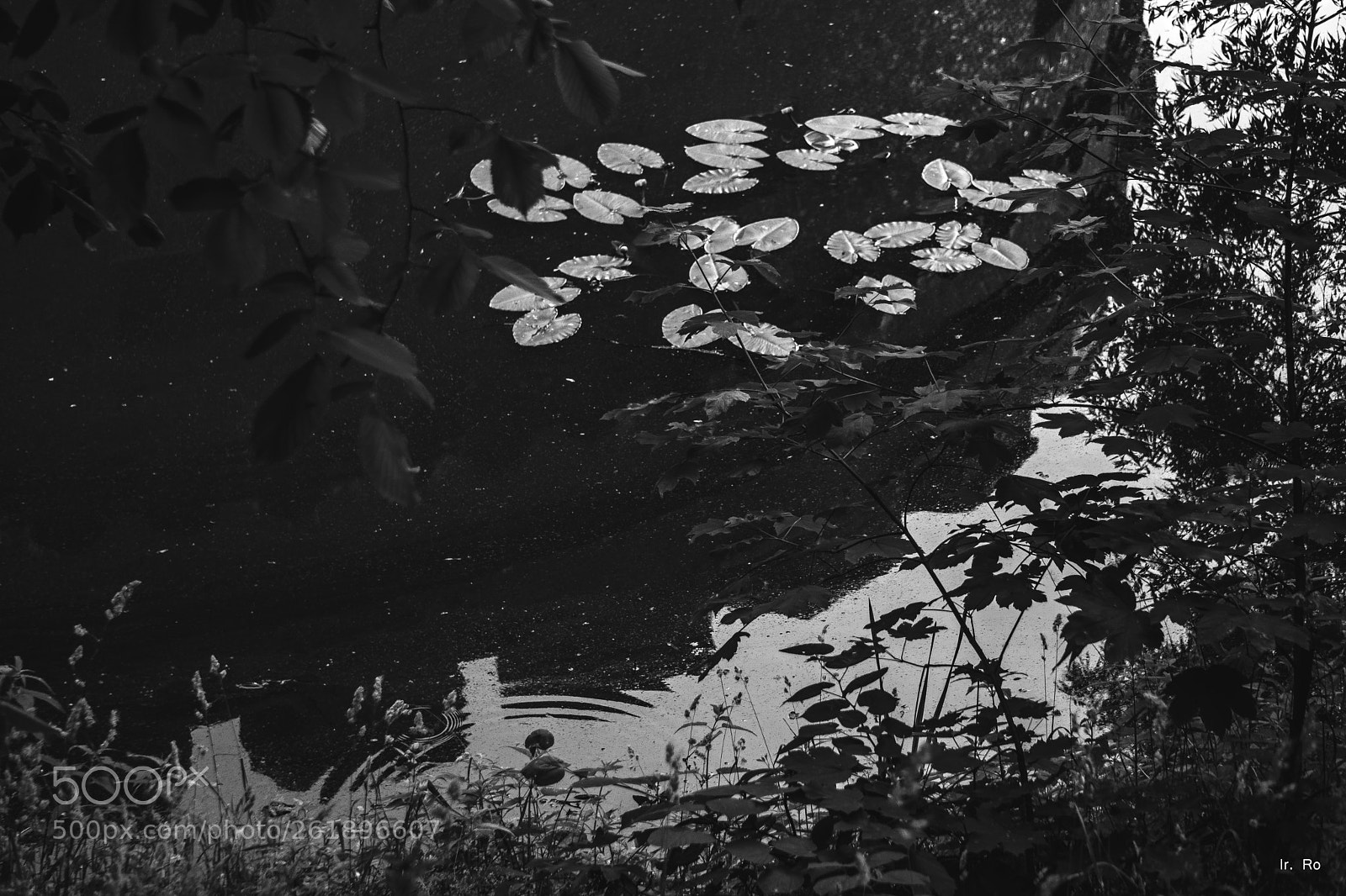 Sony a6000 sample photo. Nenuphars photography