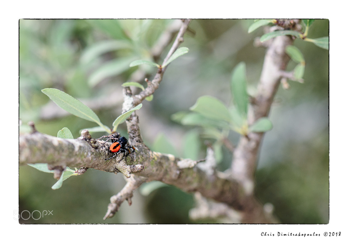 Nikon D7000 sample photo. A philaeus chrysops walking photography