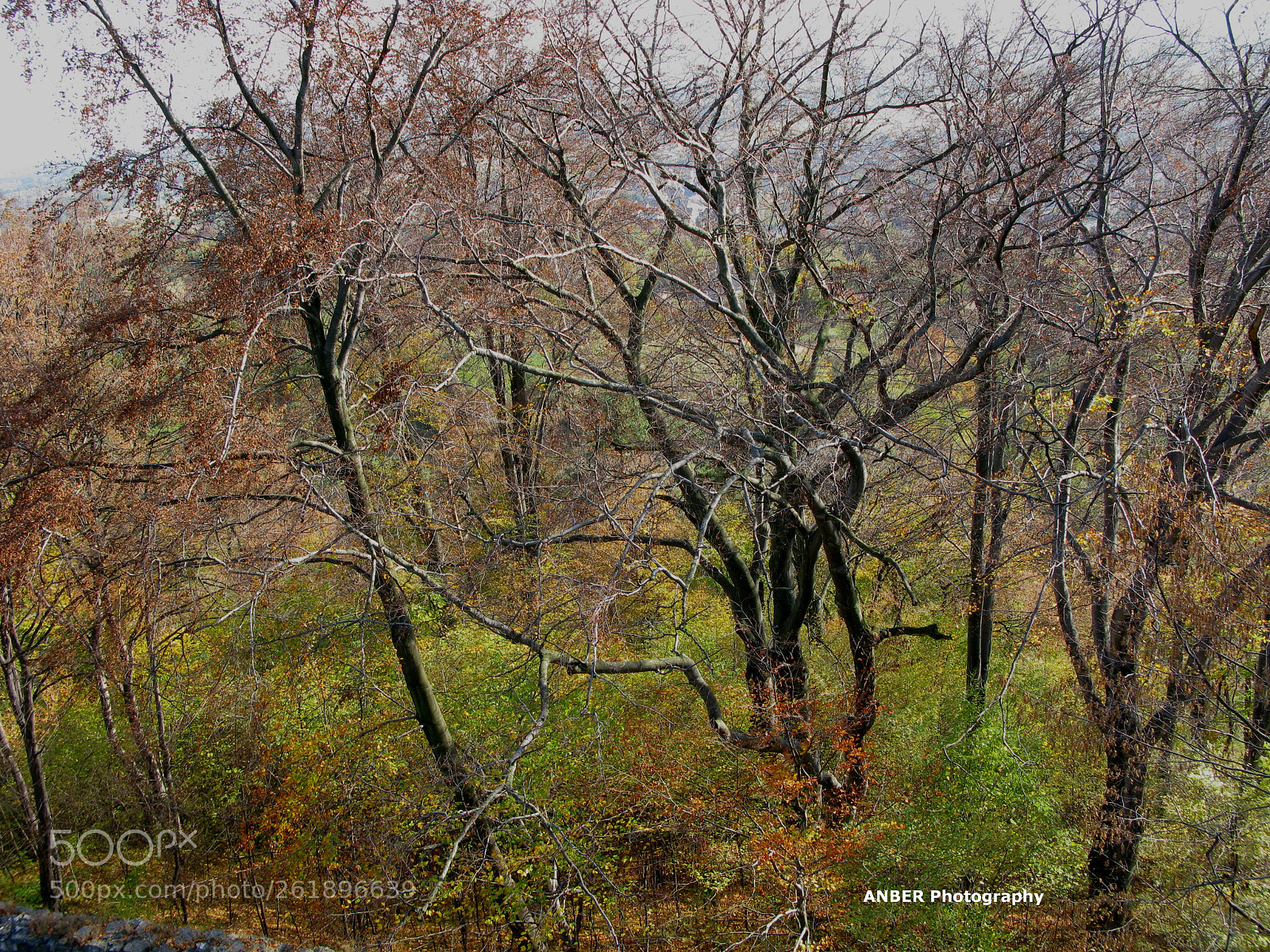 Canon POWERSHOT G9 sample photo. Autumn trees photography