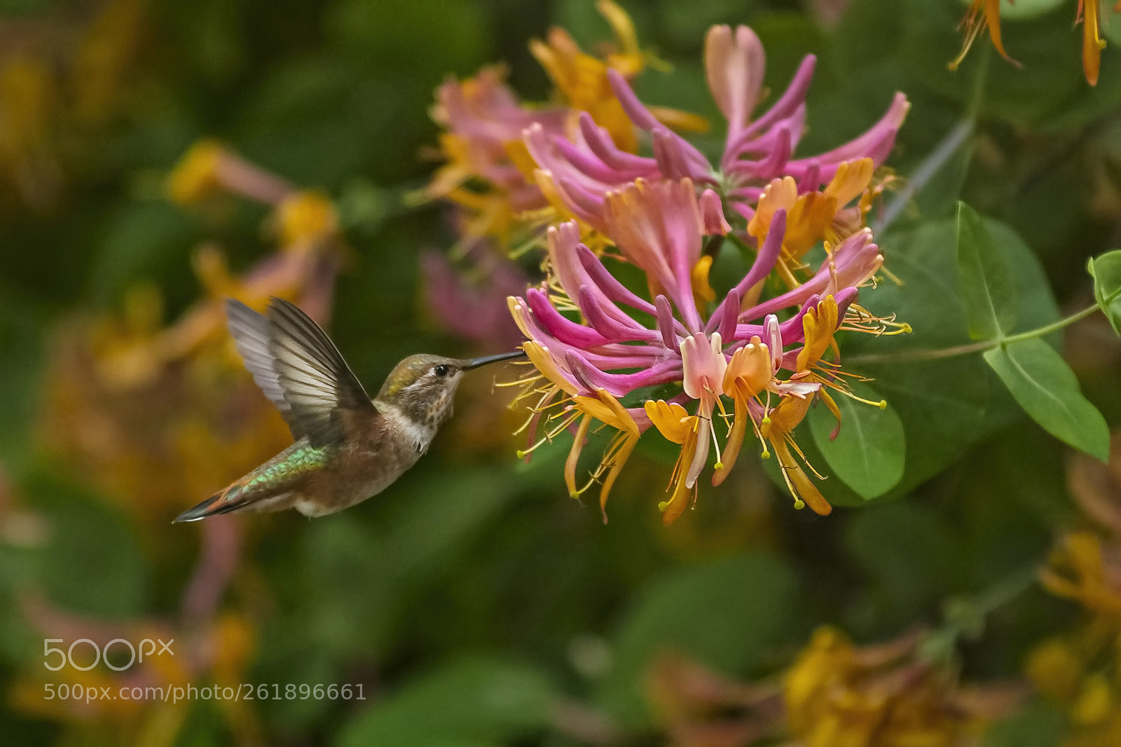 Canon EOS 5DS R sample photo. Hummingbird flight photography