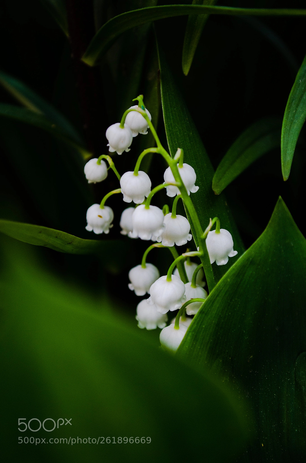 Nikon D5100 sample photo. White ting-a-ring photography