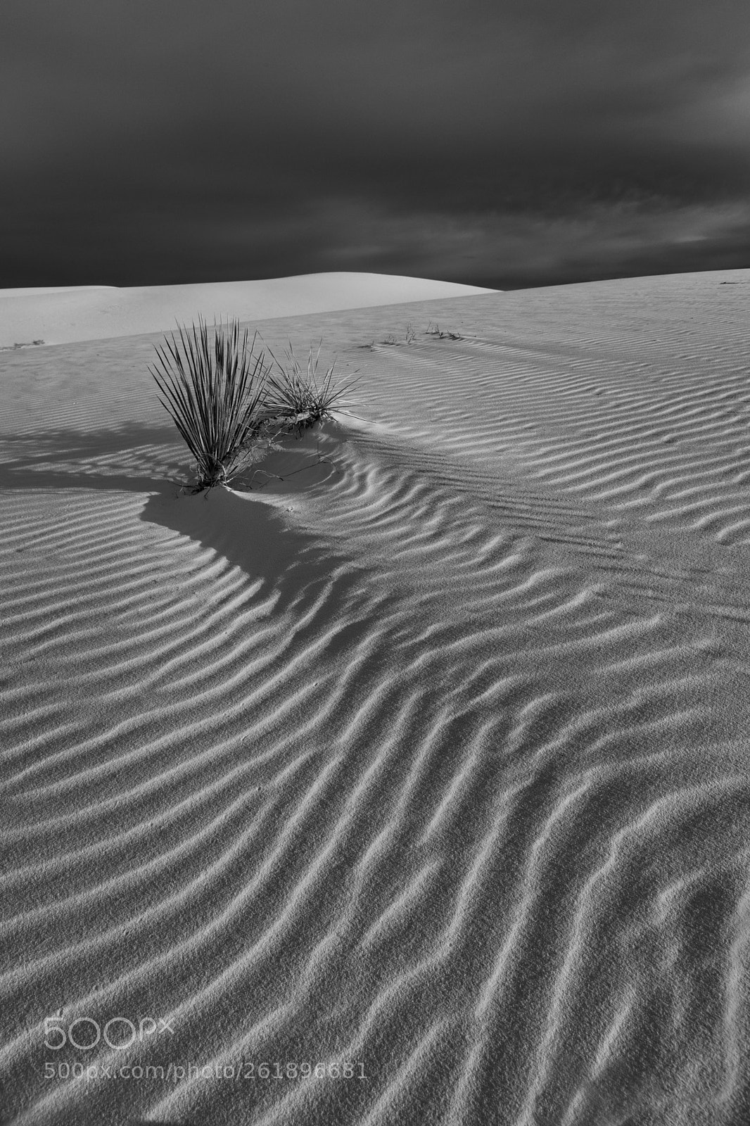 Canon EOS 5D Mark IV sample photo. Textures in the sand photography