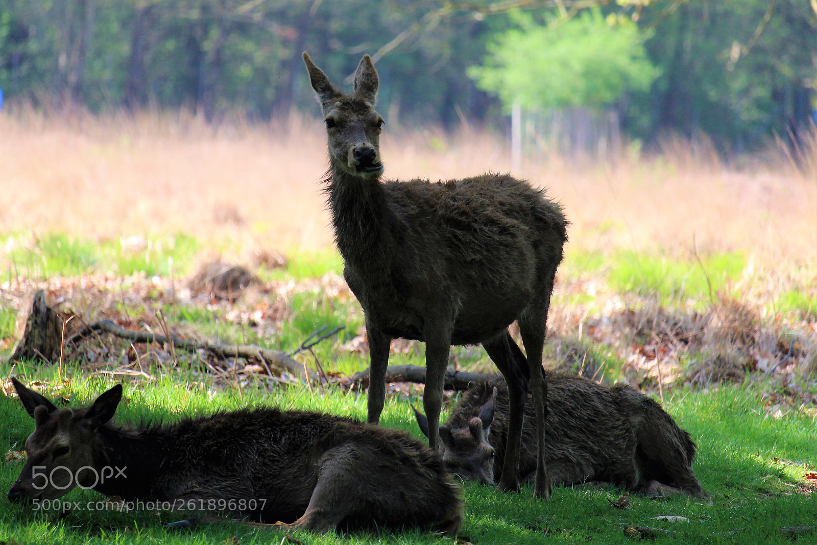 Canon EOS 1300D (EOS Rebel T6 / EOS Kiss X80) sample photo. Deer photography