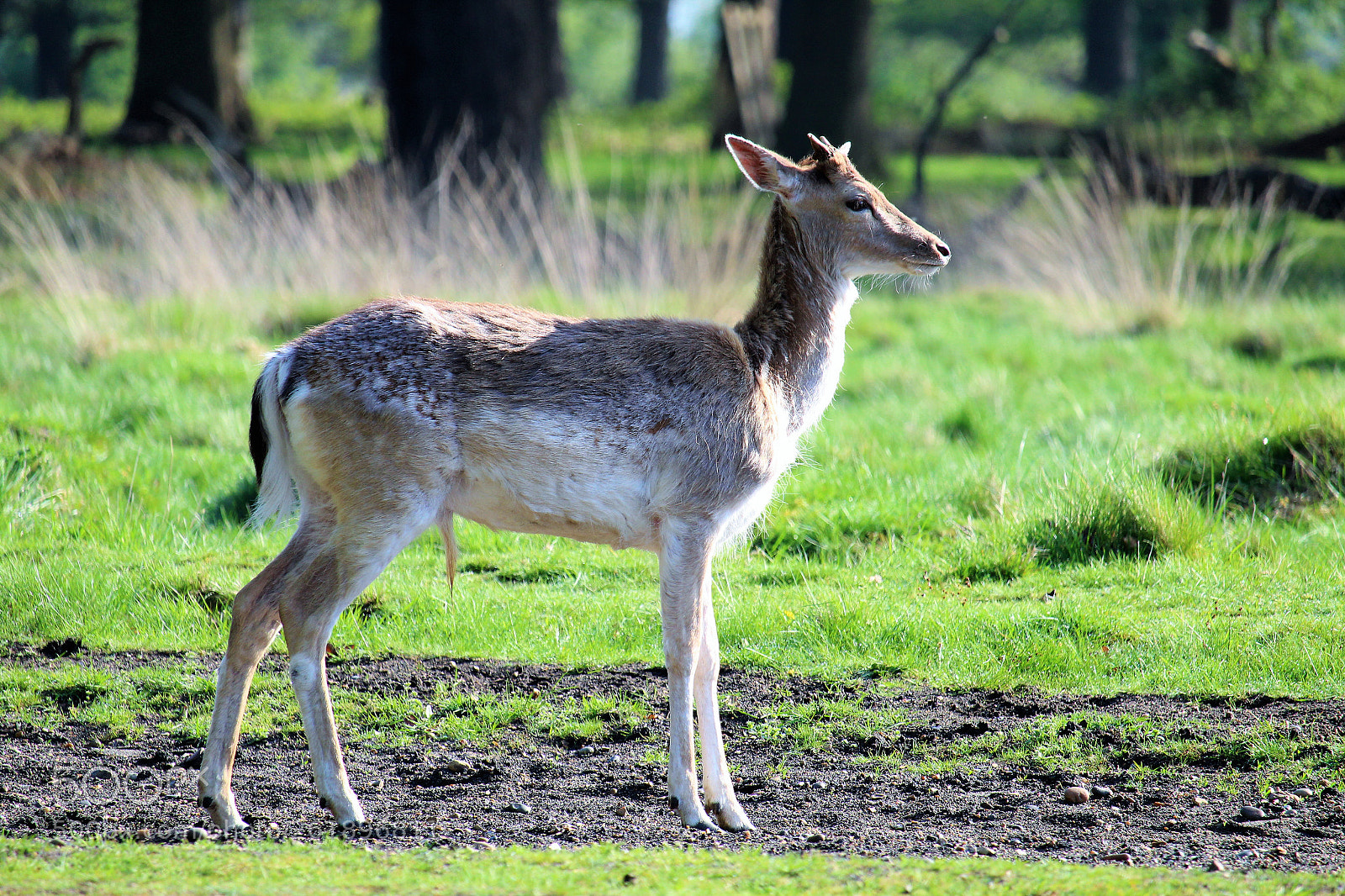 Canon EOS 1300D (EOS Rebel T6 / EOS Kiss X80) sample photo. Deer photography