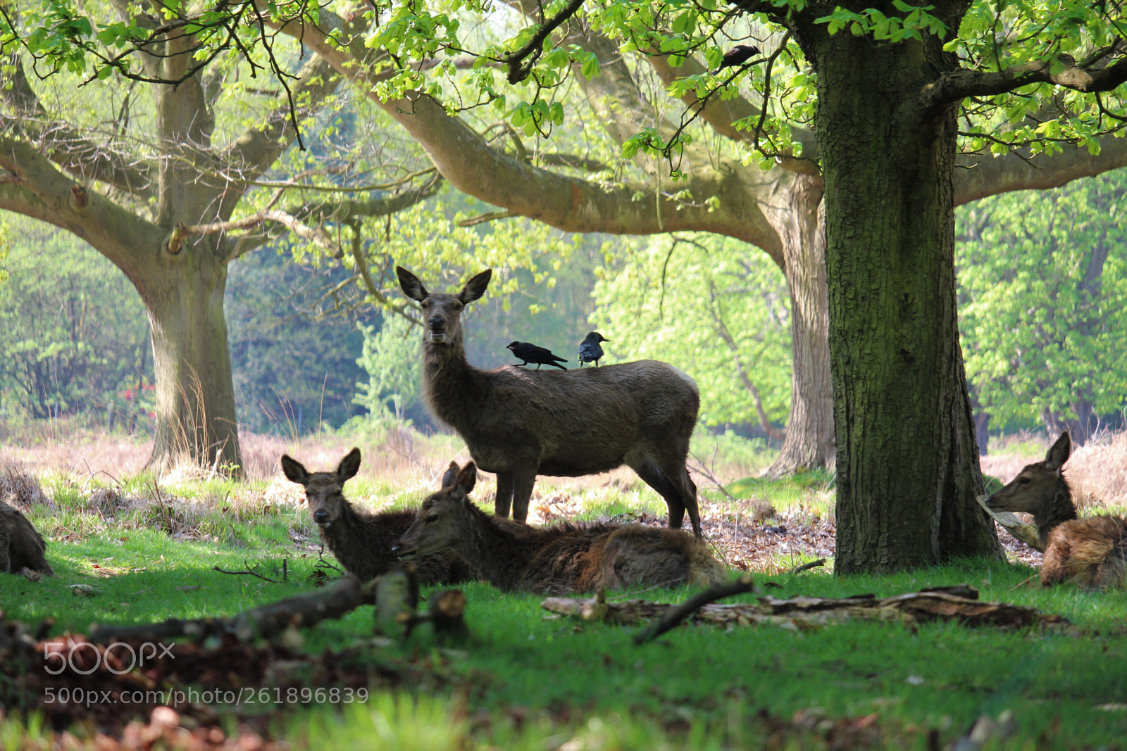 Canon EOS 1300D (EOS Rebel T6 / EOS Kiss X80) sample photo. Deer & black birds photography