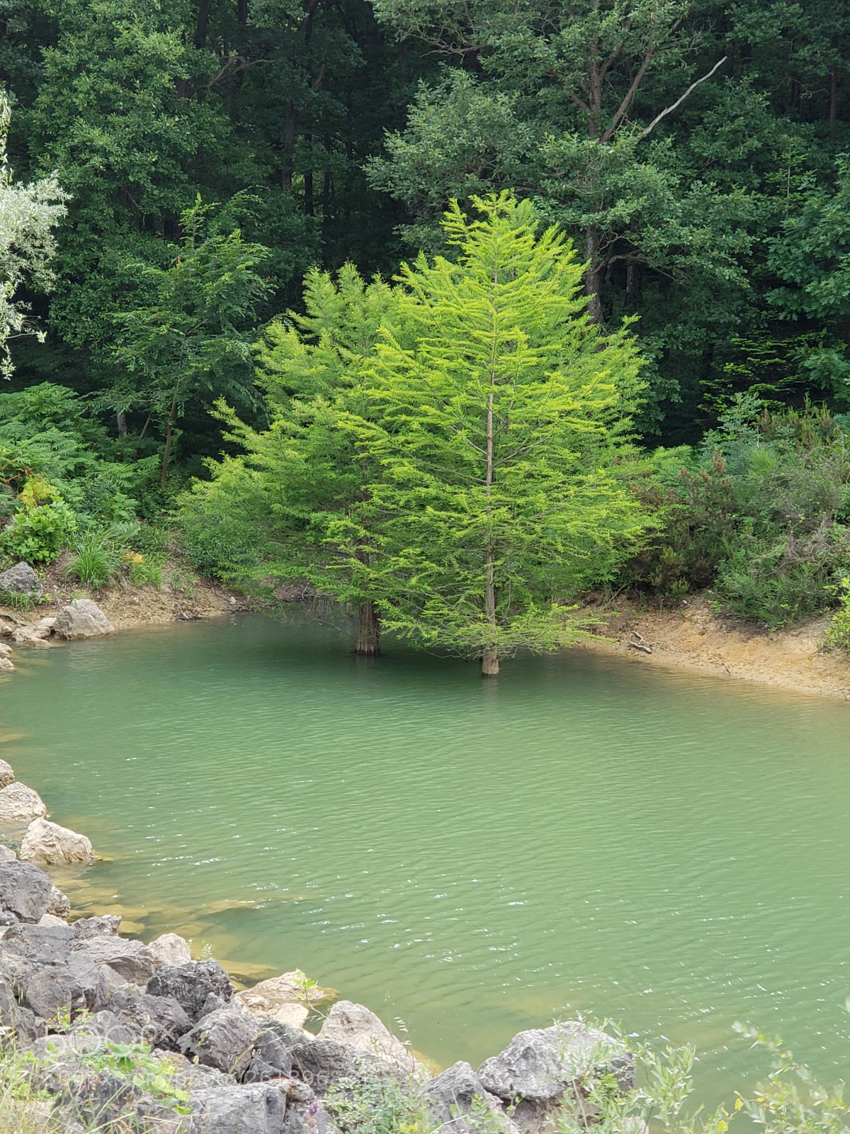 Samsung Galaxy S9+ sample photo. Tree in the lake photography