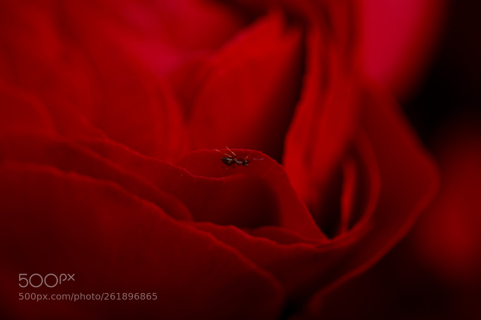 Nikon D7100 sample photo. Ant and tulip photography
