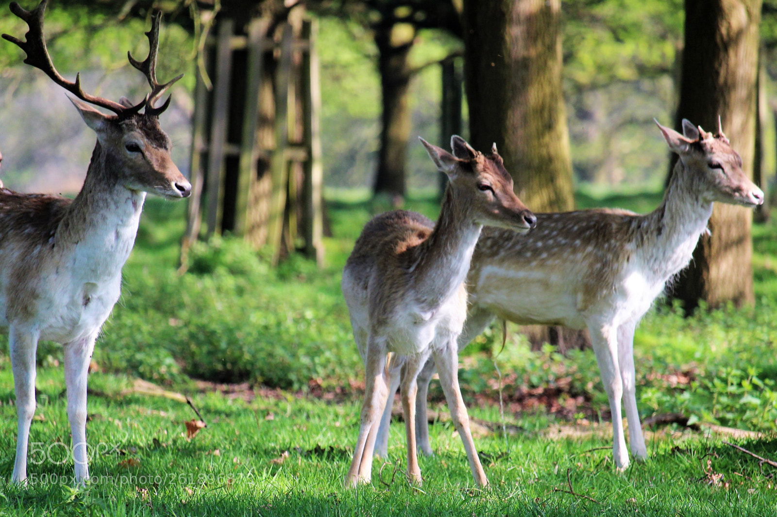 Canon EOS 1300D (EOS Rebel T6 / EOS Kiss X80) sample photo. Deer photography