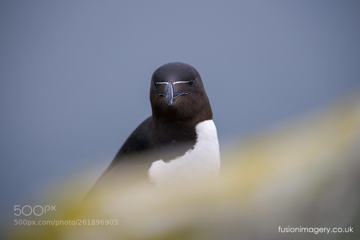 Nikon D850 sample photo. The razorbill photography