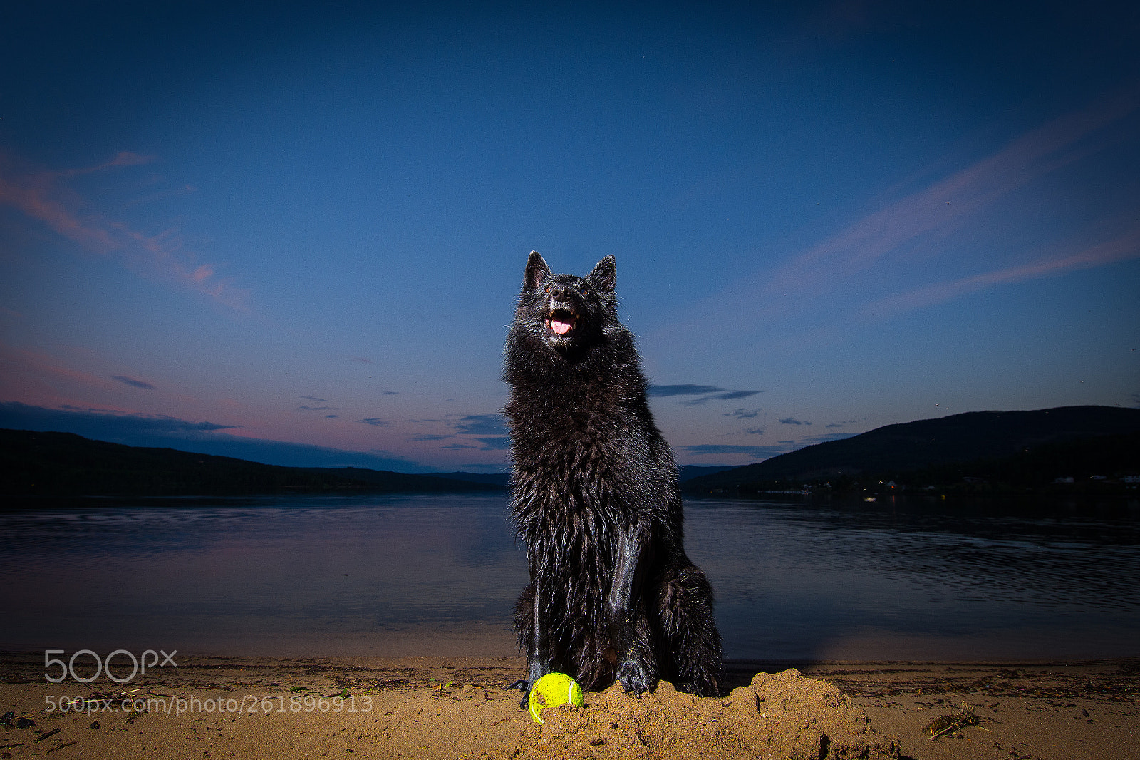 Nikon D7200 sample photo. A playful groenendael photography