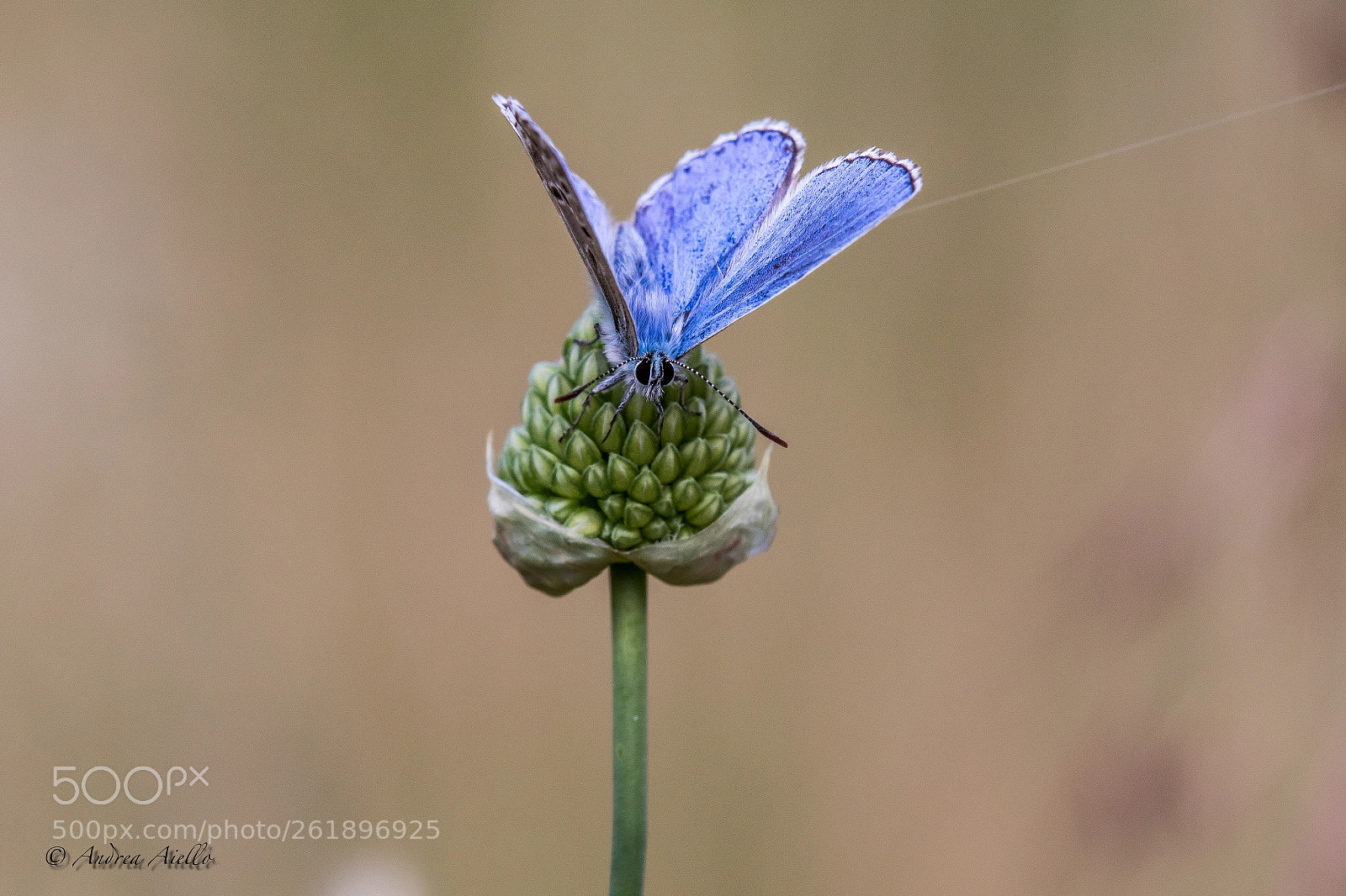 Canon EOS 7D Mark II sample photo. Butterfly photography