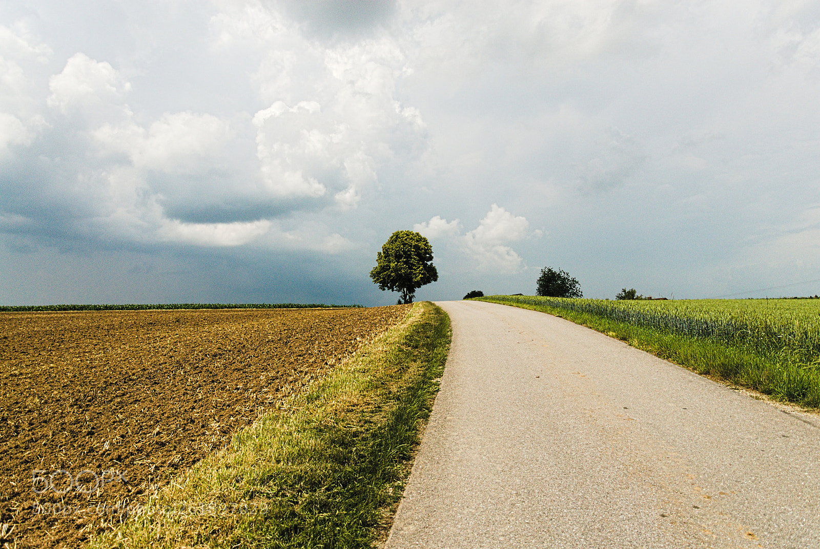 Nikon D200 sample photo. Tree photography