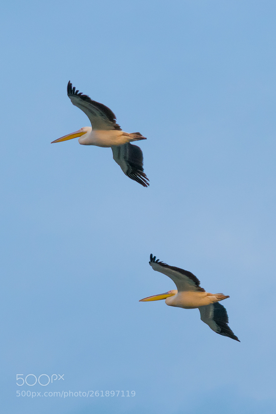 Nikon D5300 sample photo. Pelicans flying in the photography