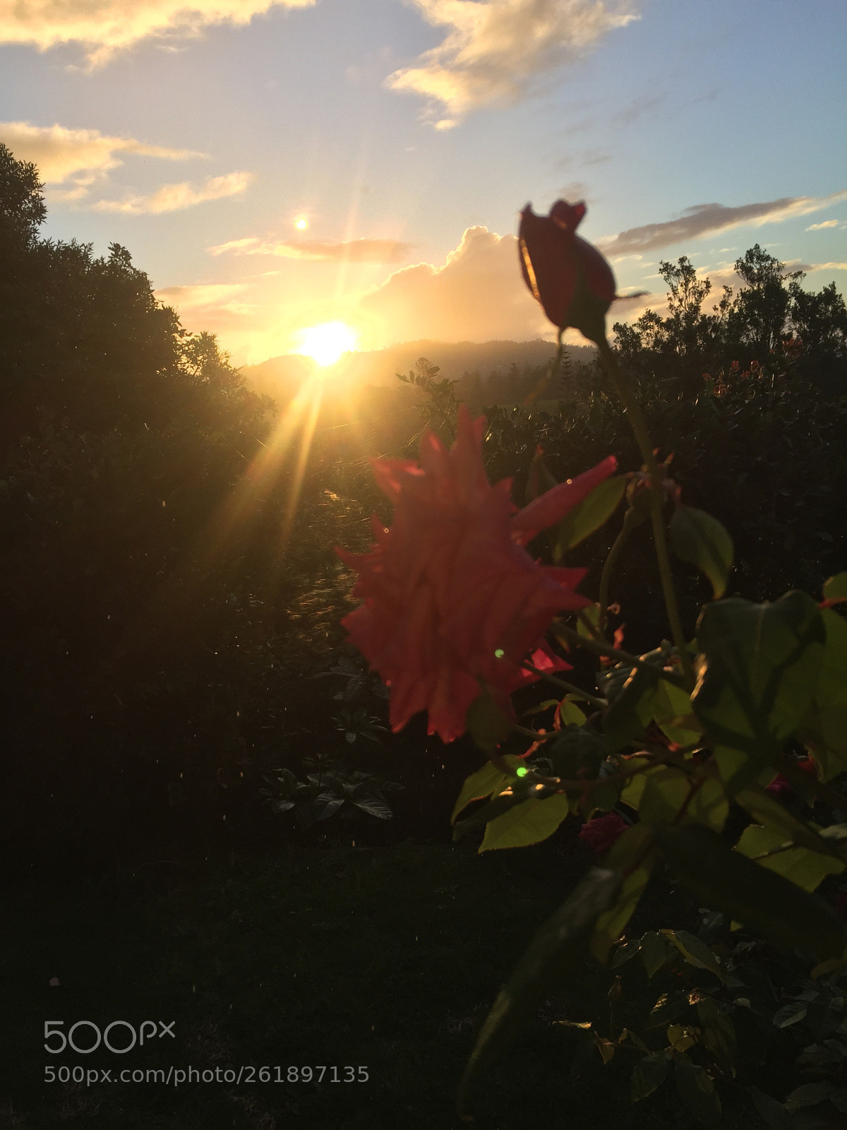 Apple iPhone 6 sample photo. Sunset rose  photography