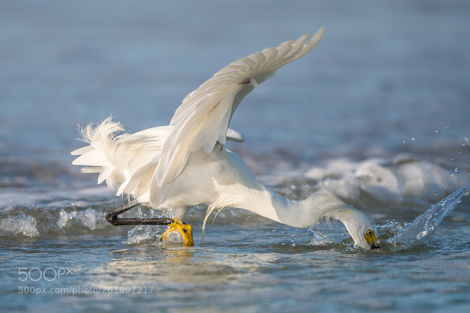 Nikon D500 sample photo. Fresh catch ii photography