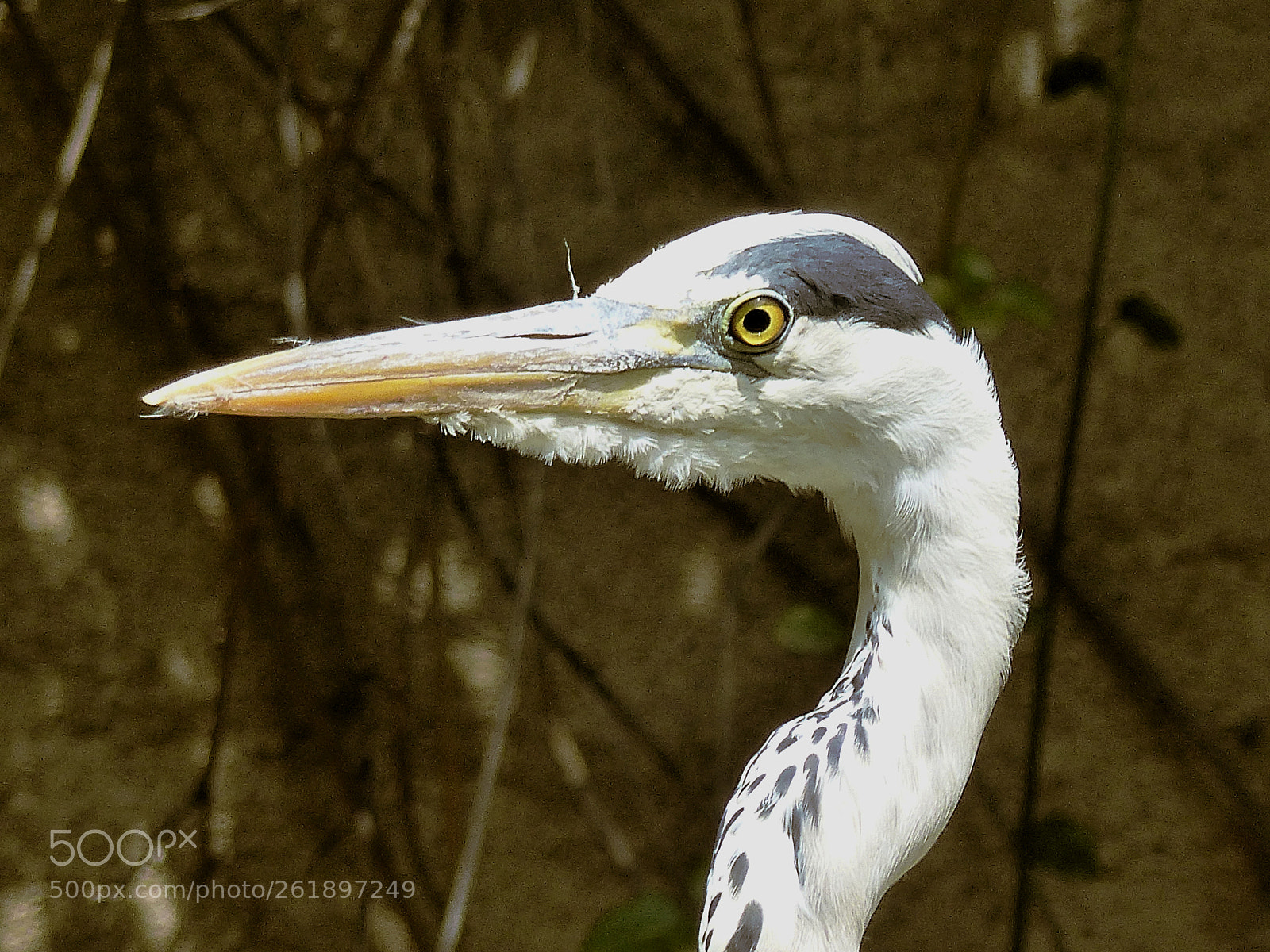 Panasonic Lumix DMC-FZ200 sample photo. Ardea cinerea photography