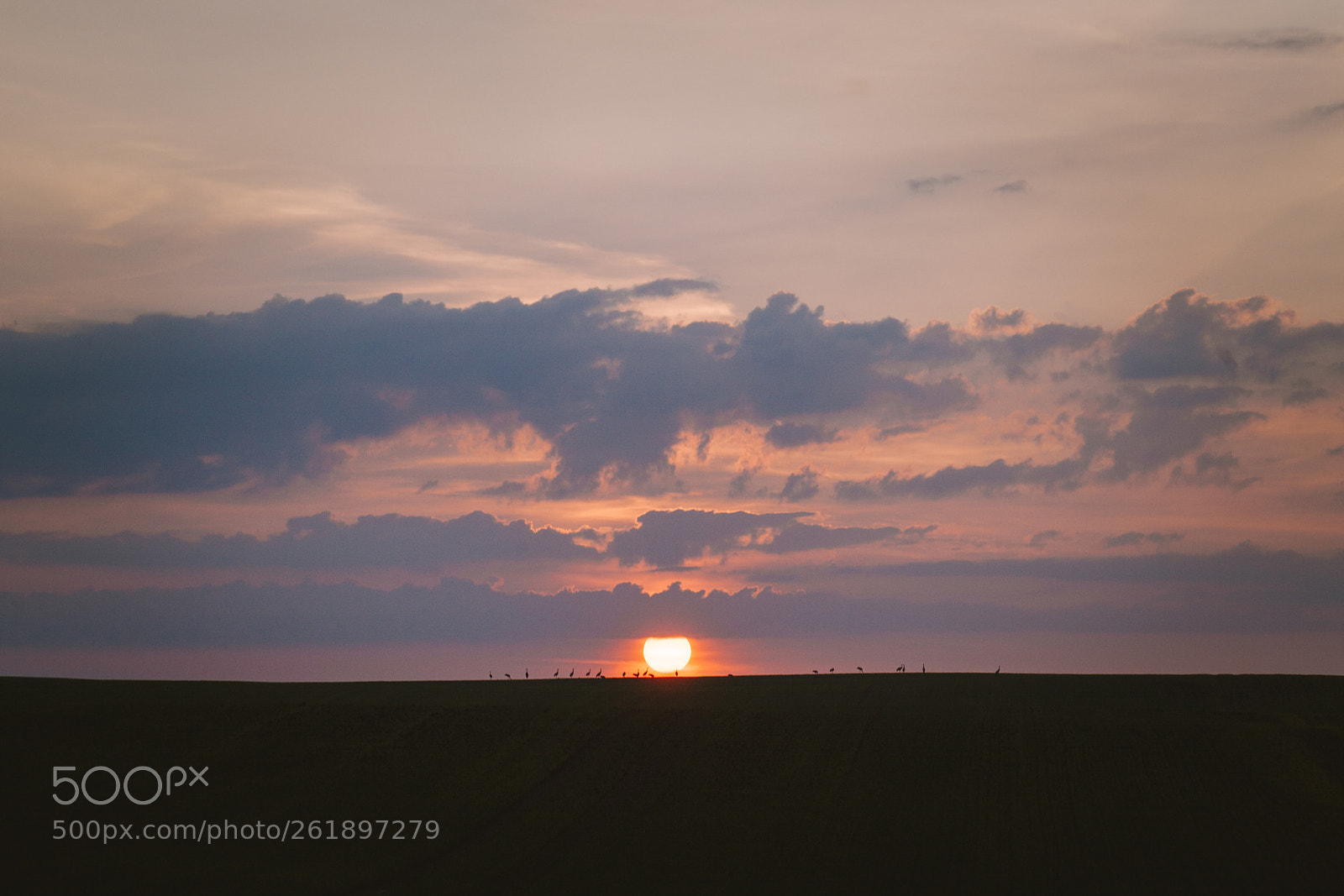 Canon EOS 5D Mark II sample photo. Cranes enjoying sunset. photography