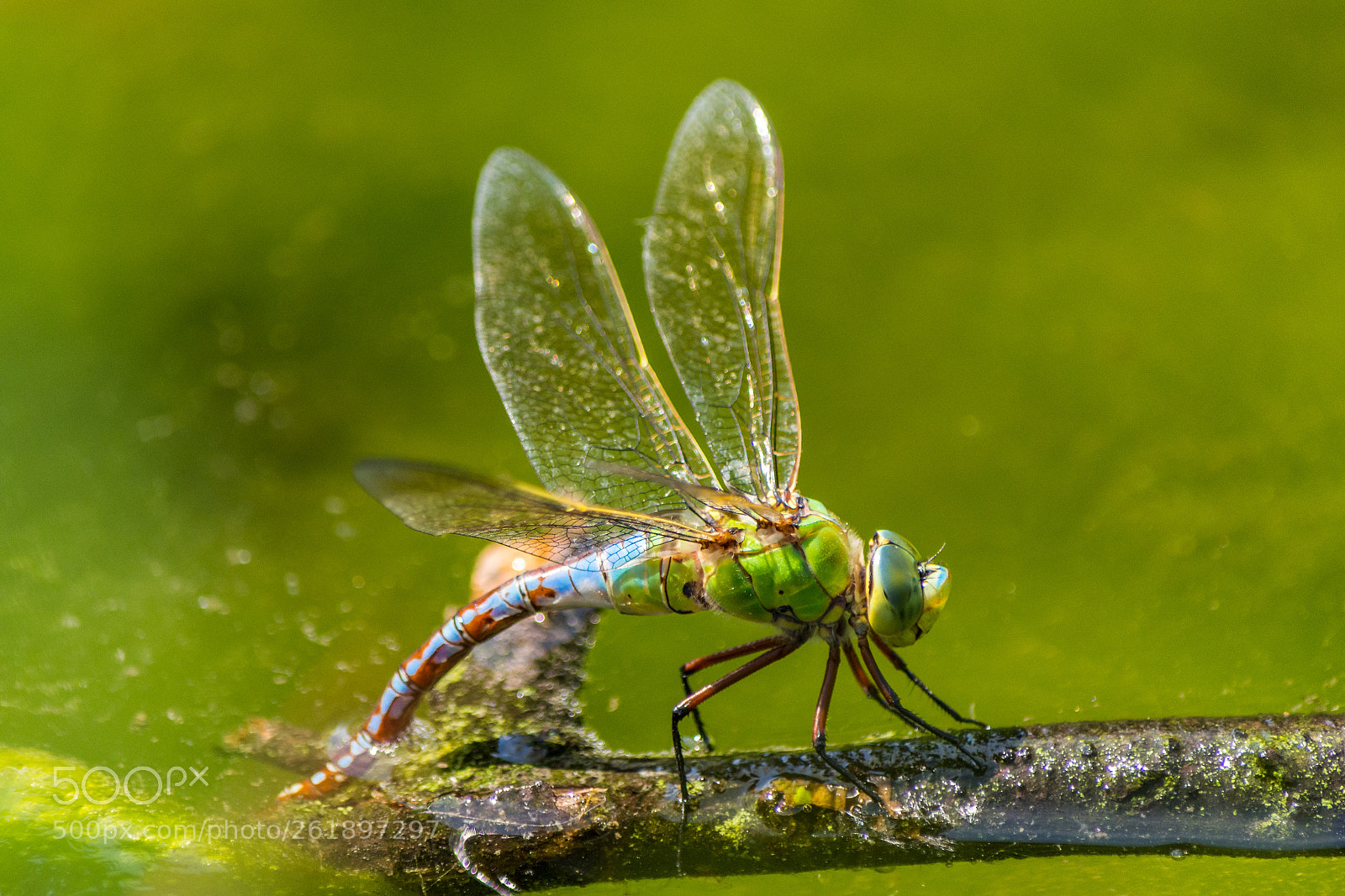 Nikon D7200 sample photo. Dragonfly depositing eggs photography
