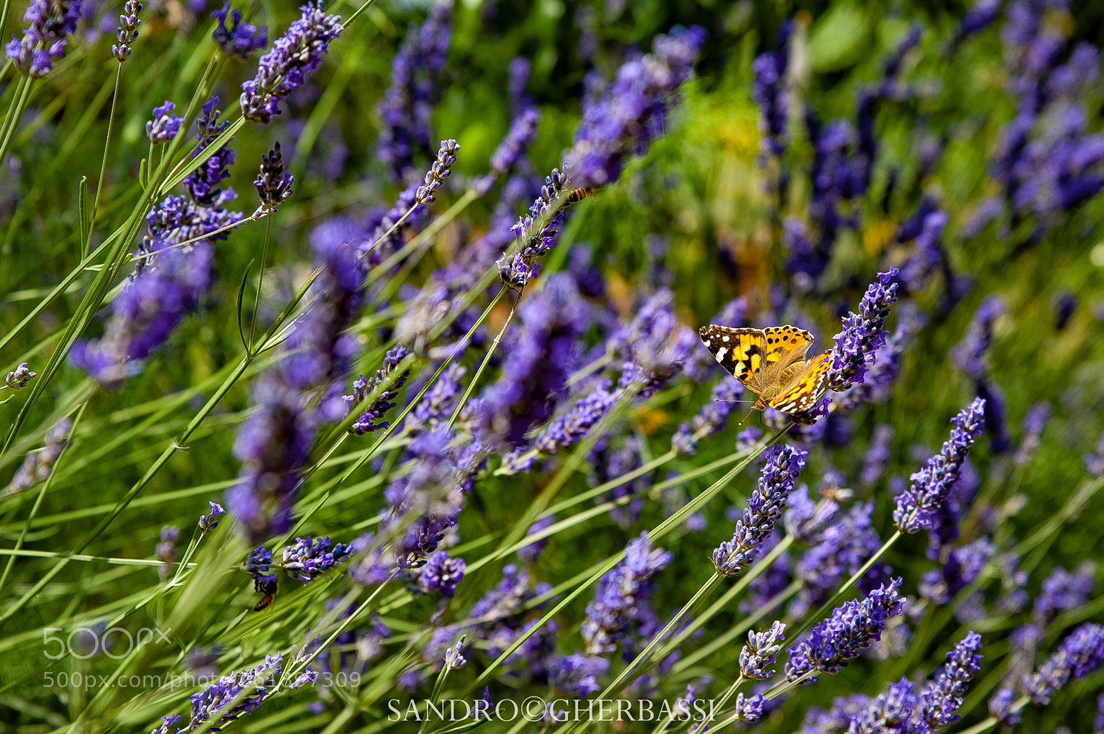 Nikon D700 sample photo. Batterfly on lavander flowers photography