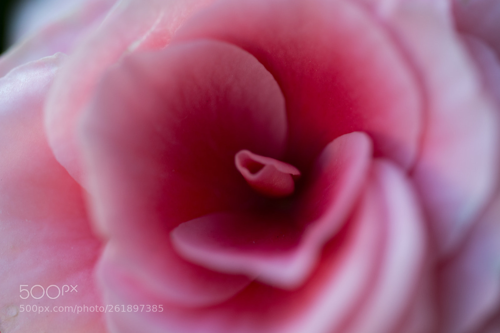 Nikon D7100 sample photo. Pink rose photography