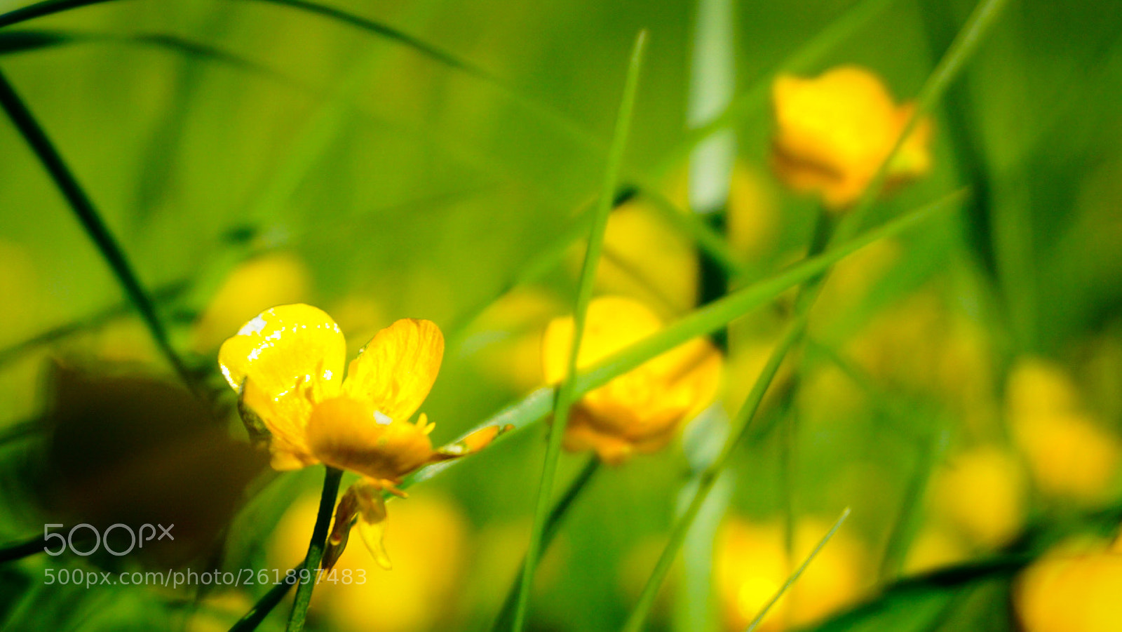 Sony a6000 sample photo. Summer photography