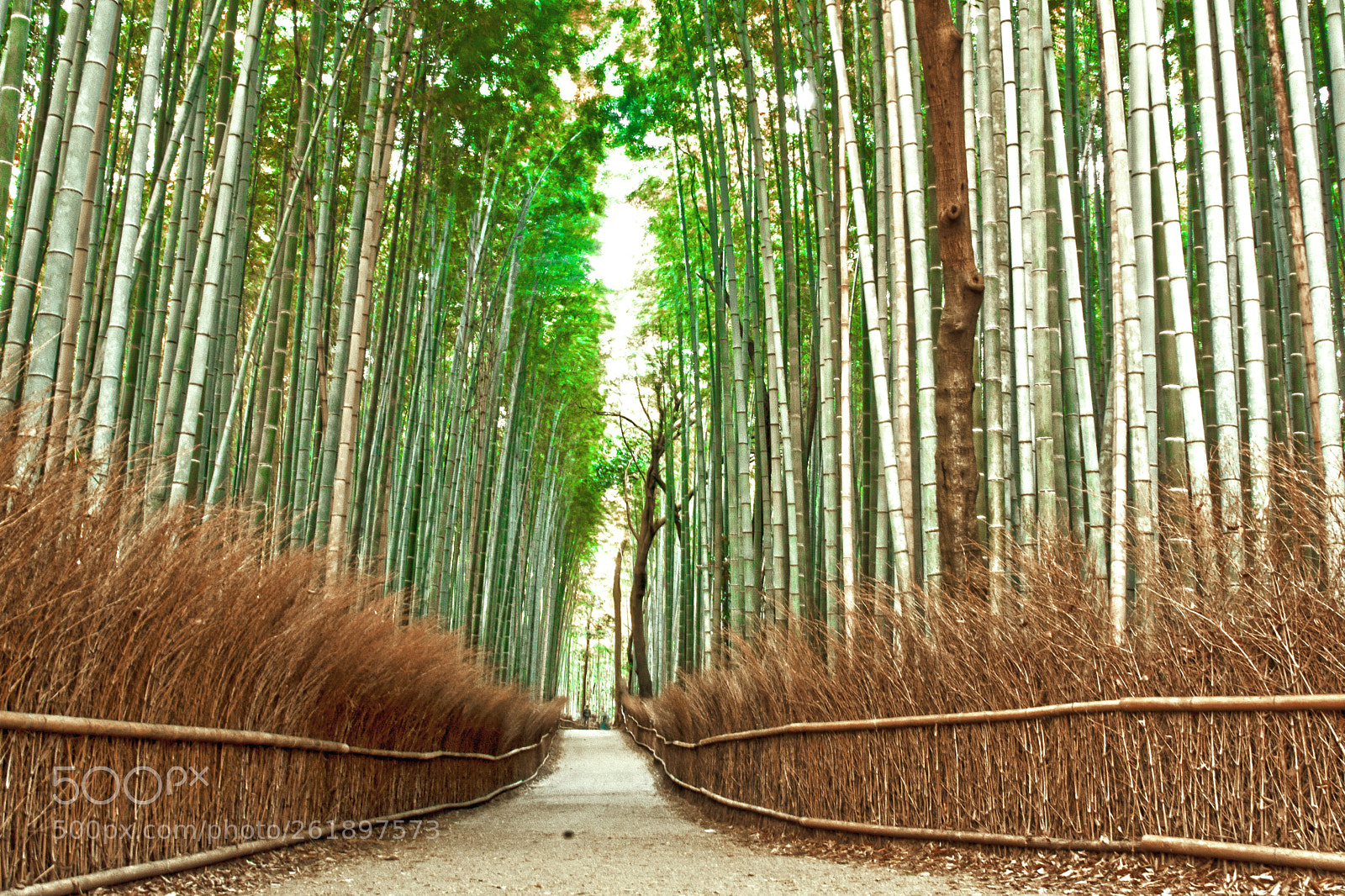 Nikon D7100 sample photo. Bamboo forest photography