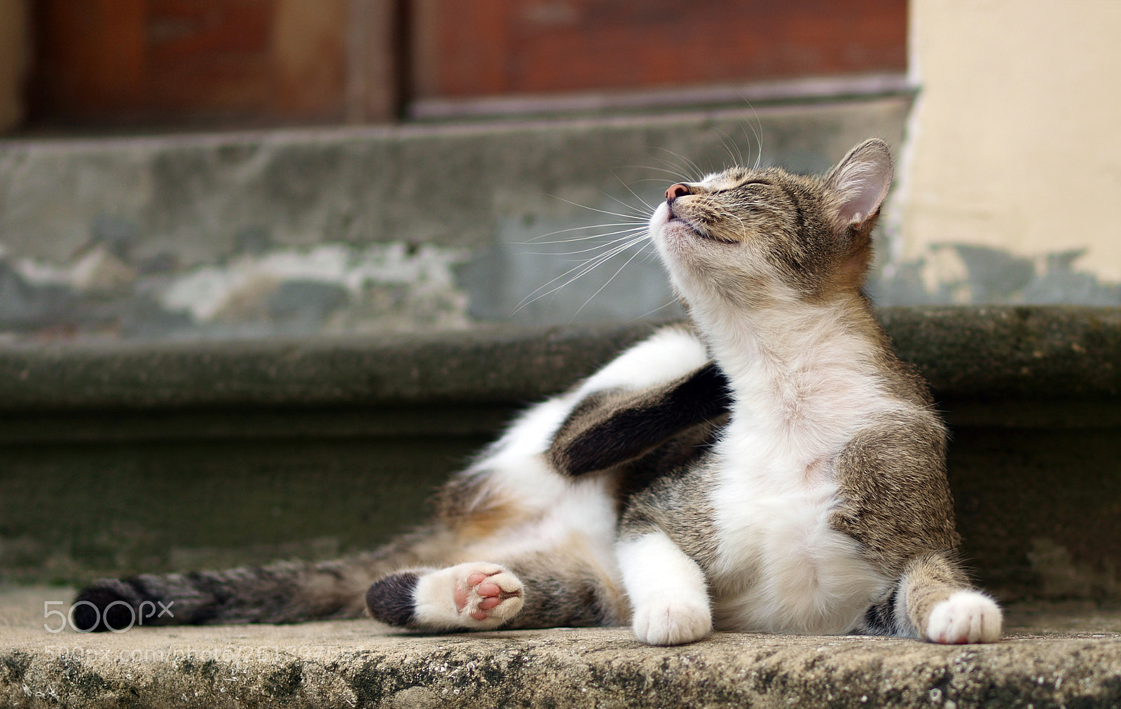 Olympus E-3 sample photo. Street cat photography