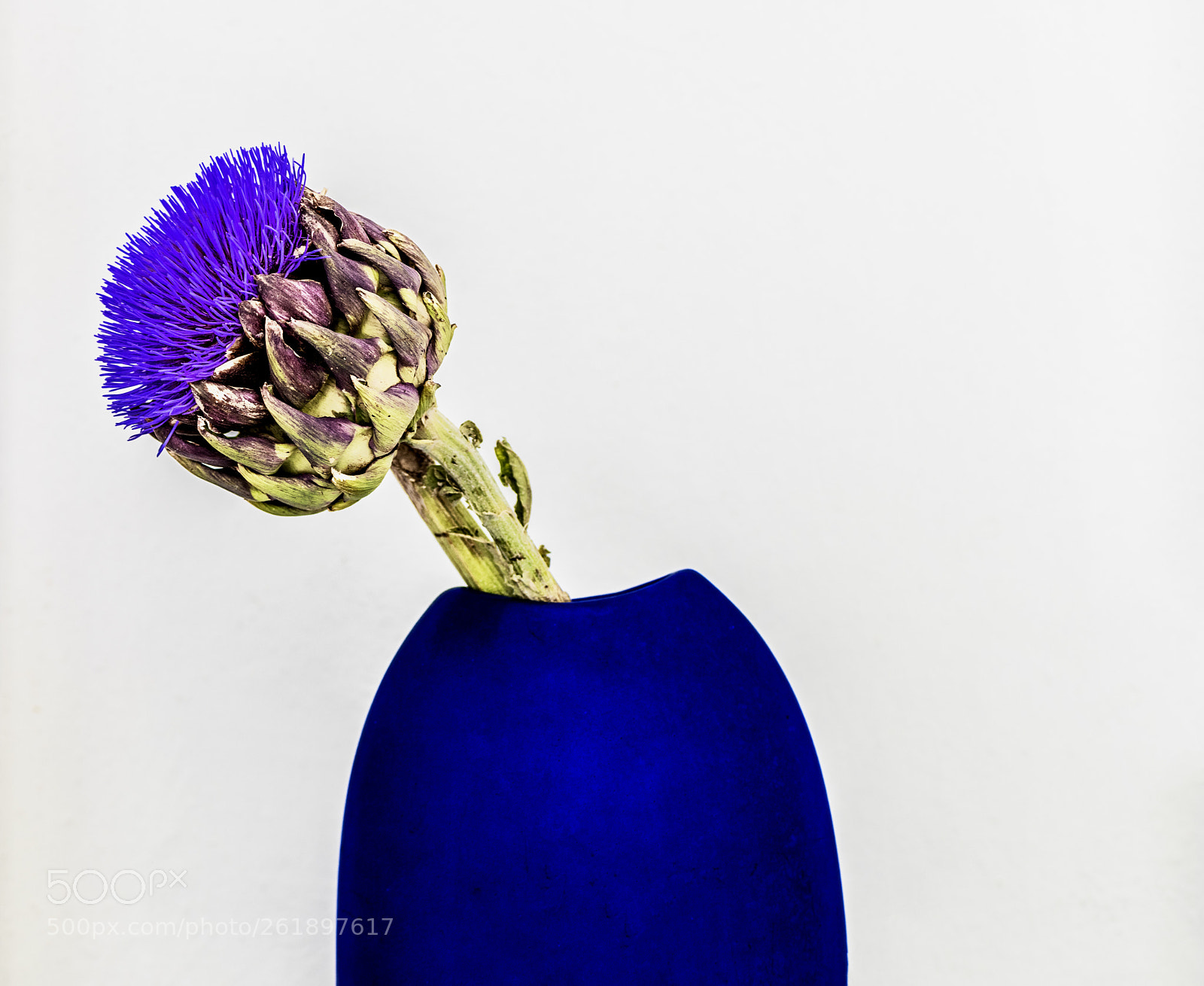 Nikon D850 sample photo. Artichoke photography