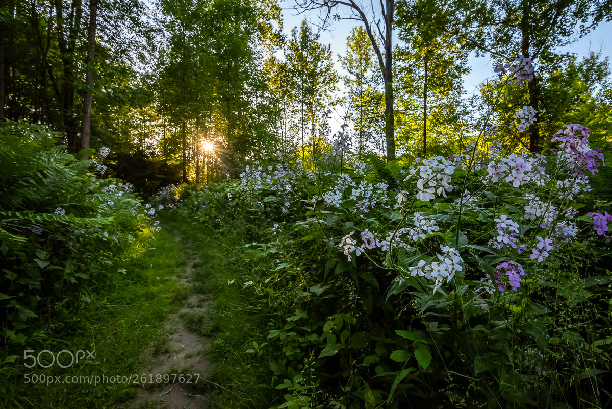 Nikon D750 sample photo. Summer evening photography