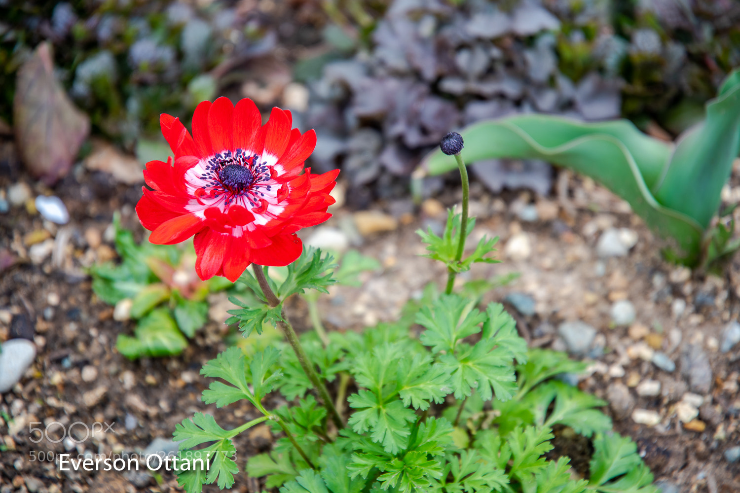Nikon D500 sample photo. Flower photography