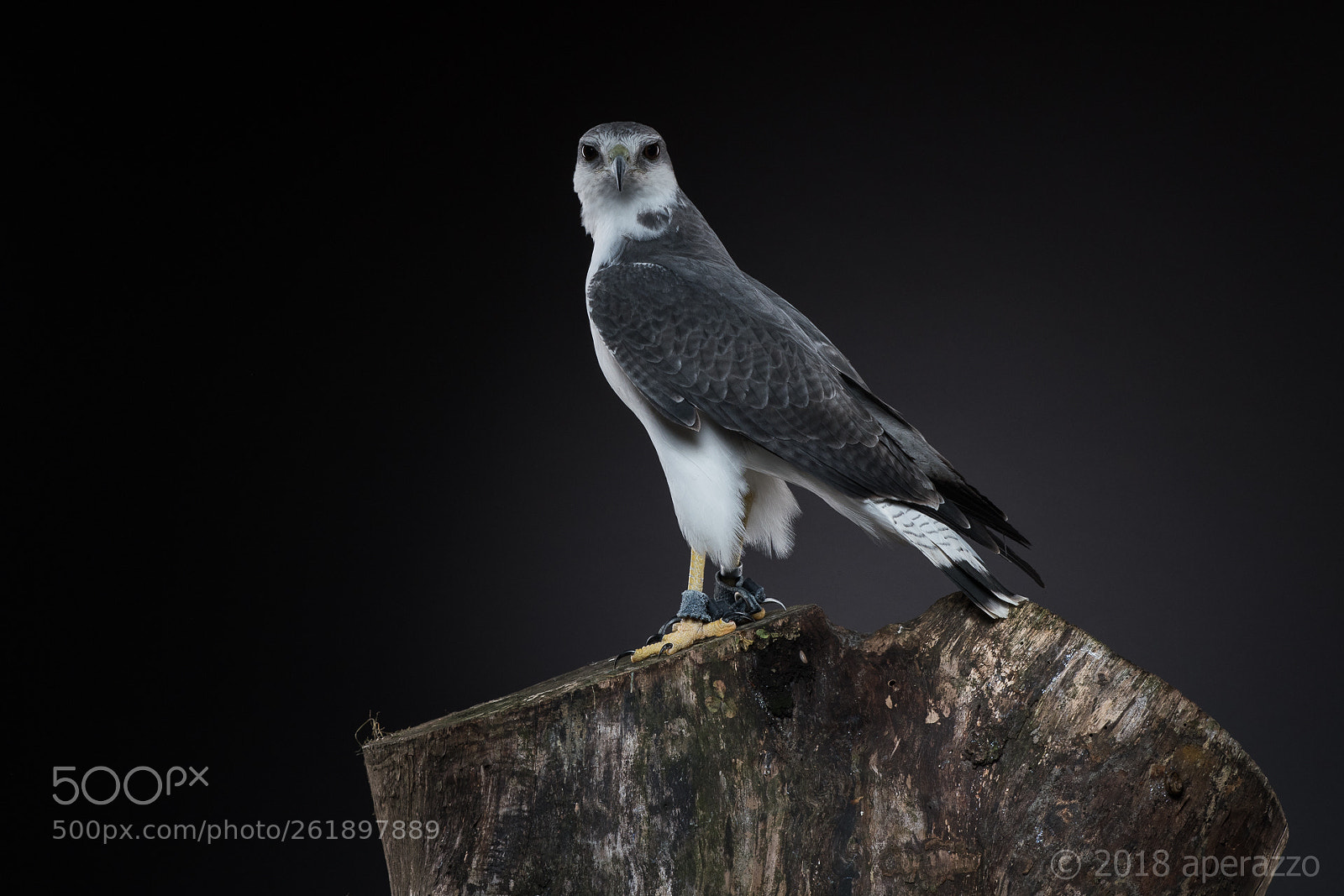 Nikon D500 sample photo. Variable hawk photography