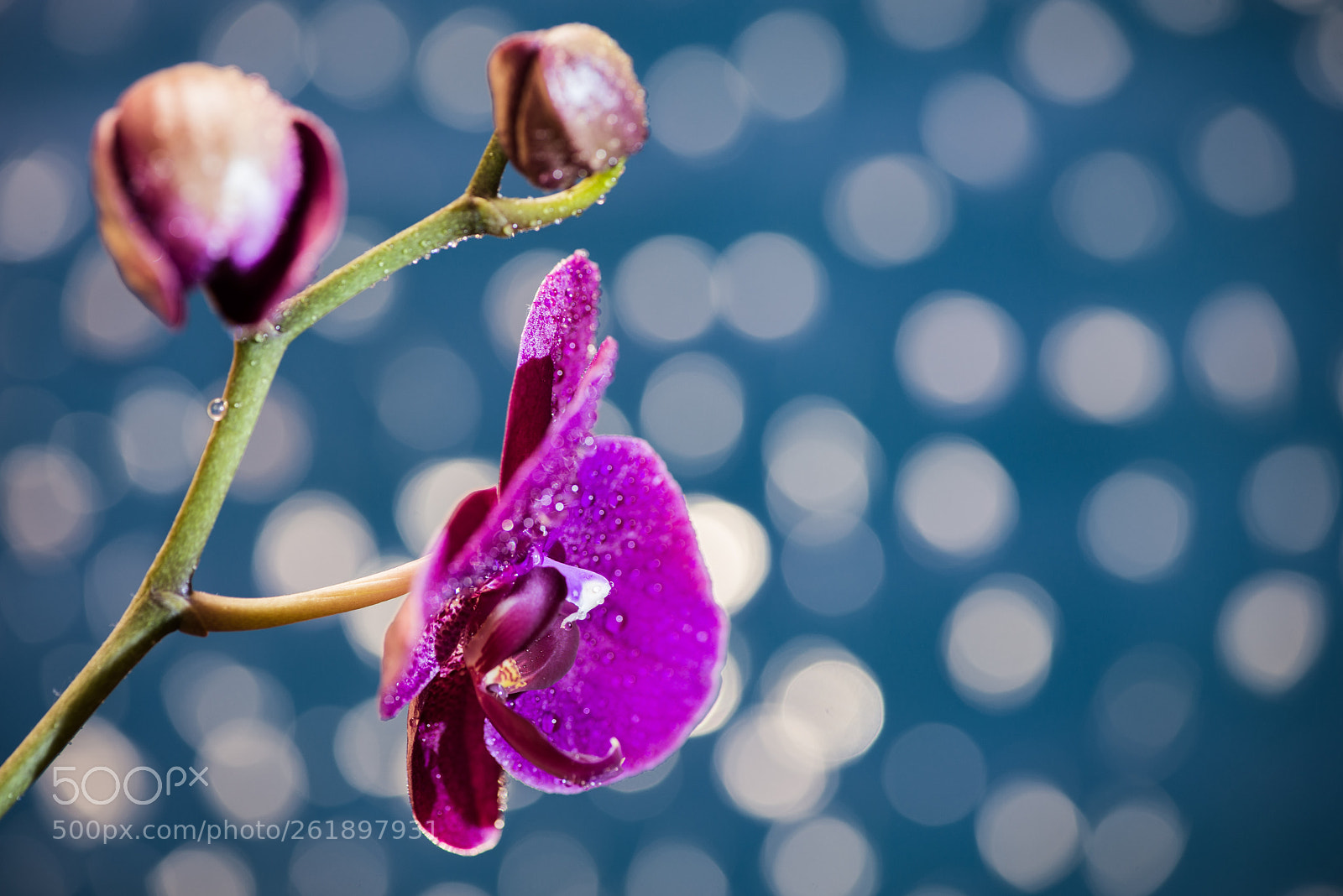 Nikon D610 sample photo. Still-life photography