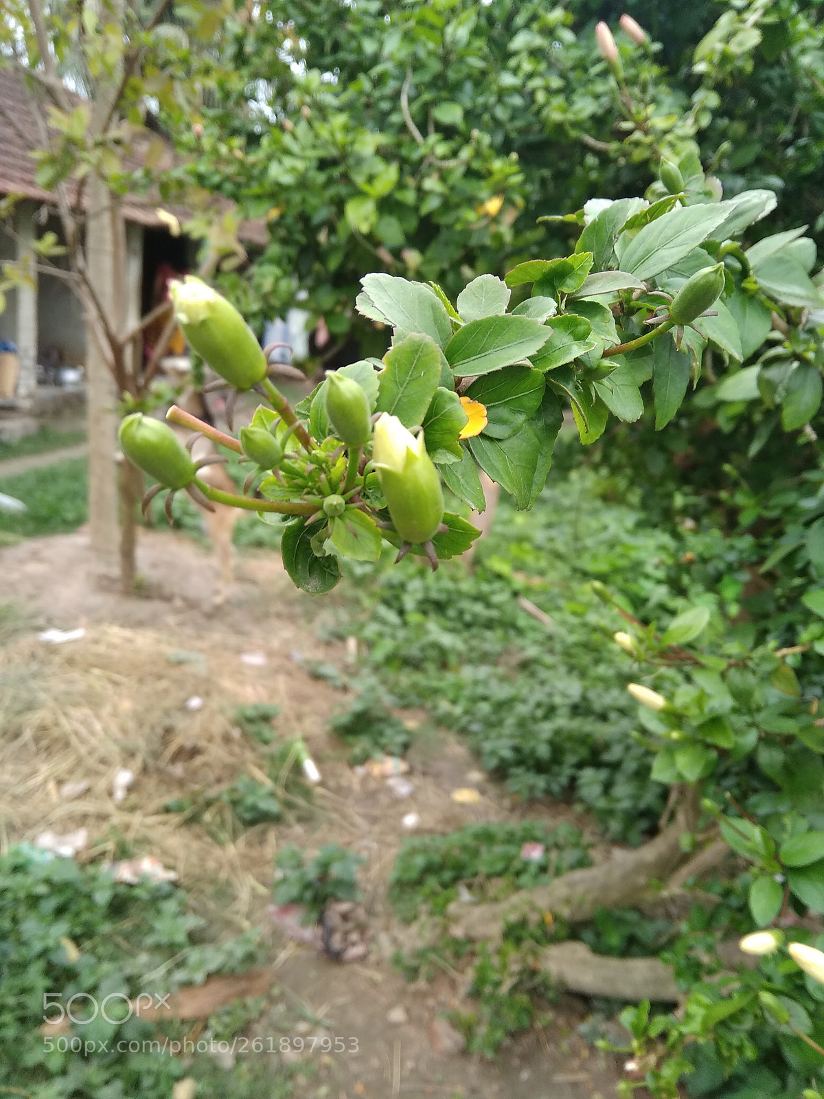 Xiaomi Redmi 5A sample photo. An extraordinary picture of photography