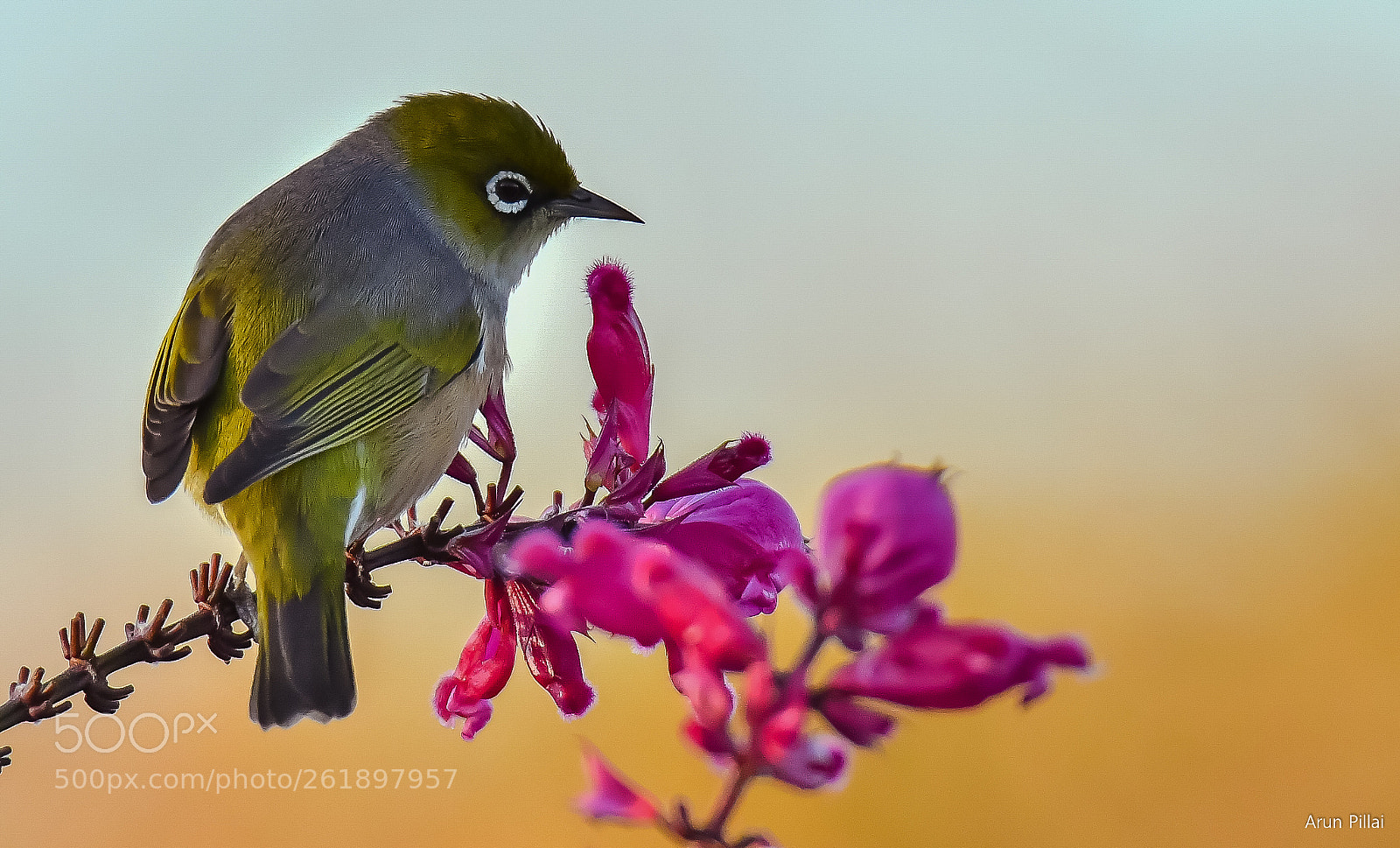 Nikon D500 sample photo. White eye photography