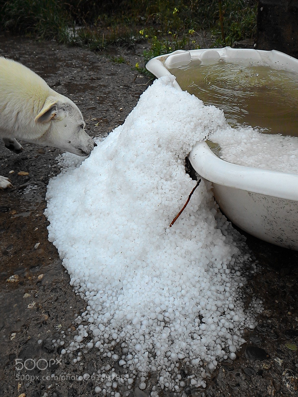 ASUS Z002 sample photo. Sunny eats snow pellets) photography