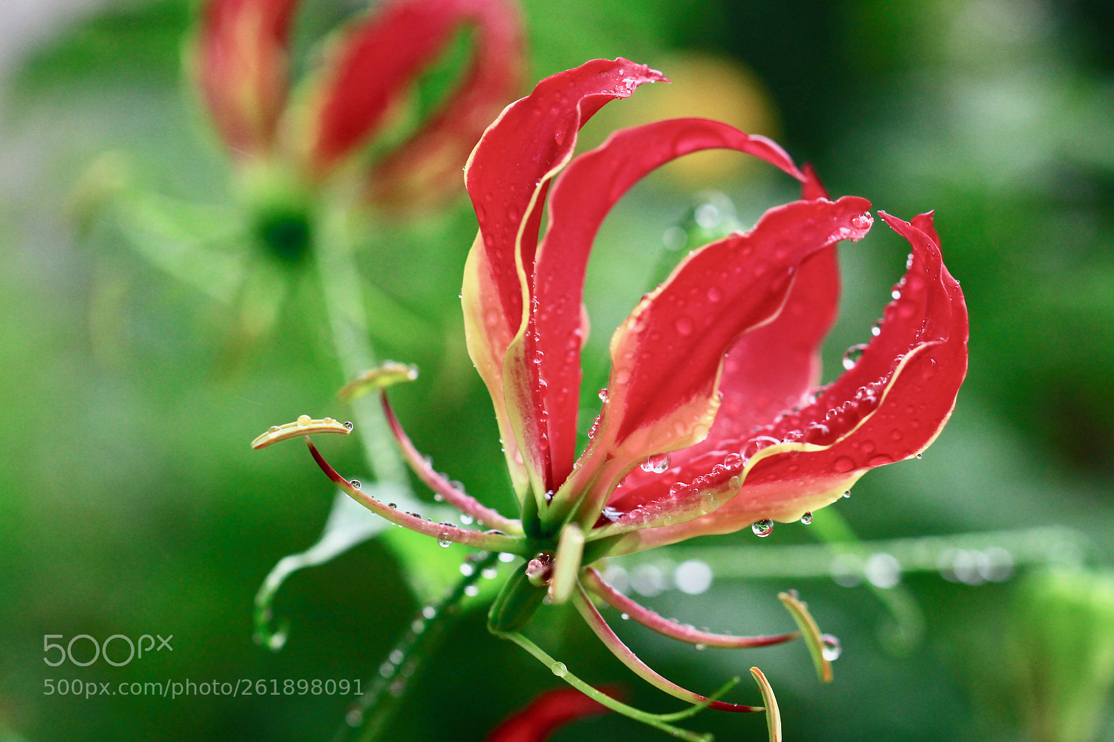 Canon EOS 700D (EOS Rebel T5i / EOS Kiss X7i) sample photo. Red ... photography