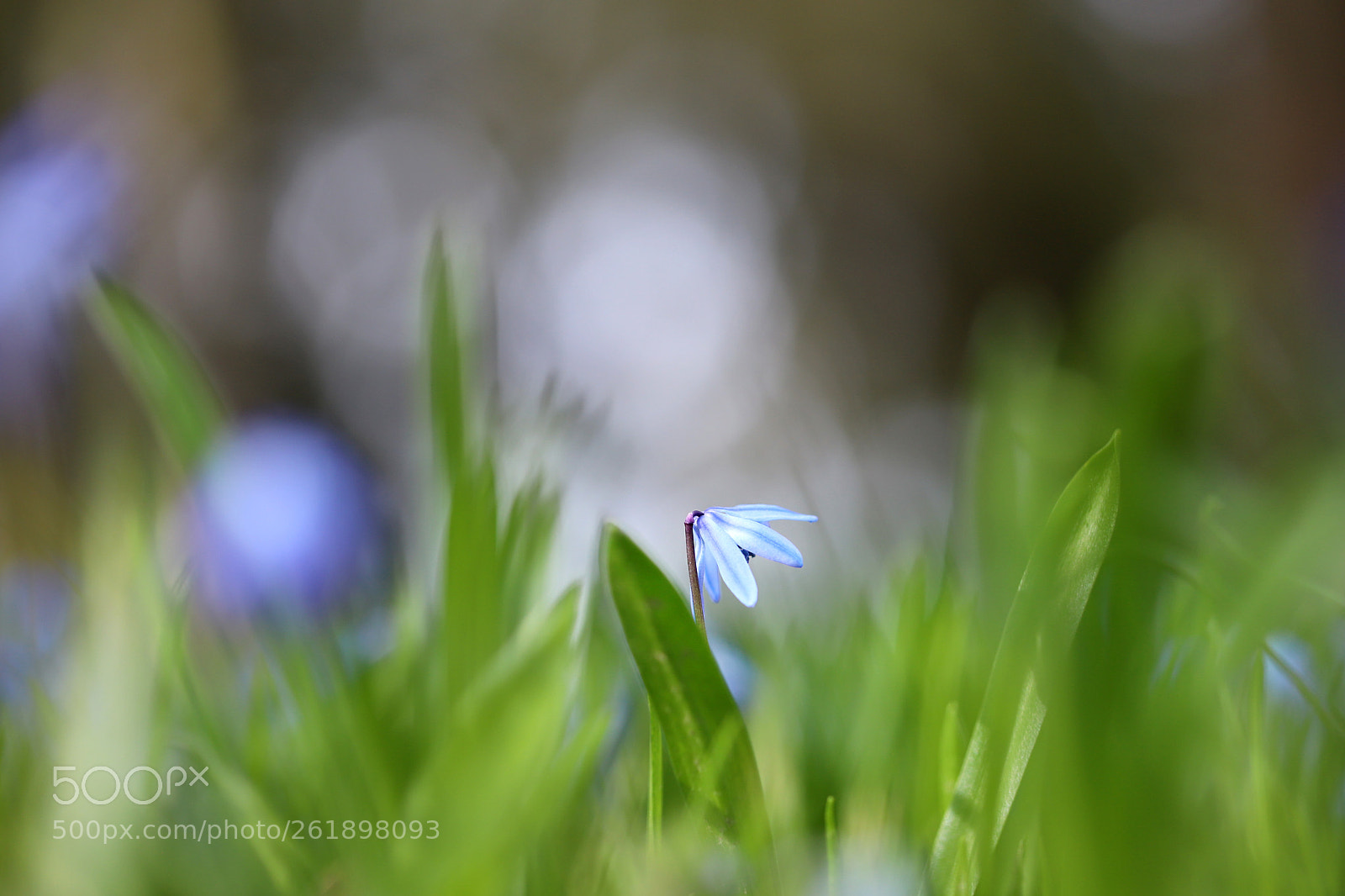 Canon EOS 6D Mark II sample photo. Springtime photography